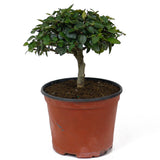 Parrot's Beak Pre-Bonsai D99