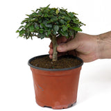 Parrot's Beak Pre-Bonsai D99