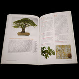 Growing Bonsai Indoors - Brooklyn Botanic - Out of Print