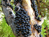 Jaboticaba Pre-Bonsai D168