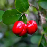 Barbados Cherry 3