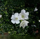 Variegated Serissa 2